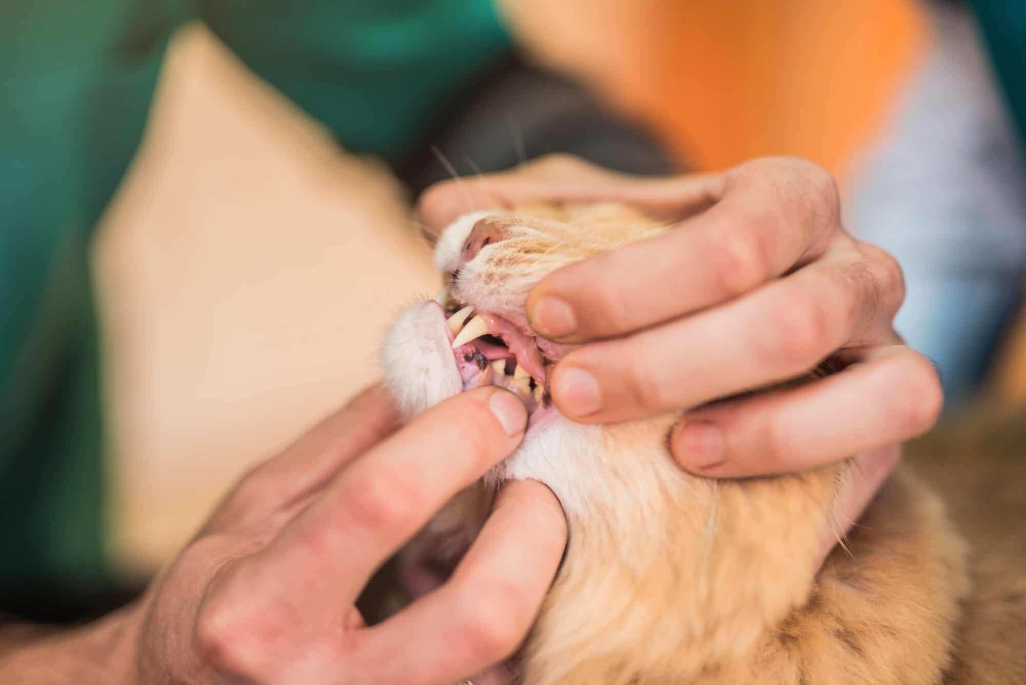 The Keystone to Health: Pet Dental Care