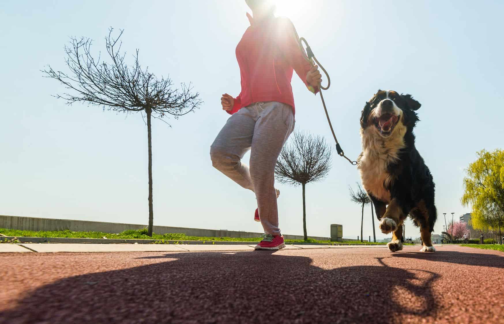 Prevent Pet Obesity With Diet and Exercise