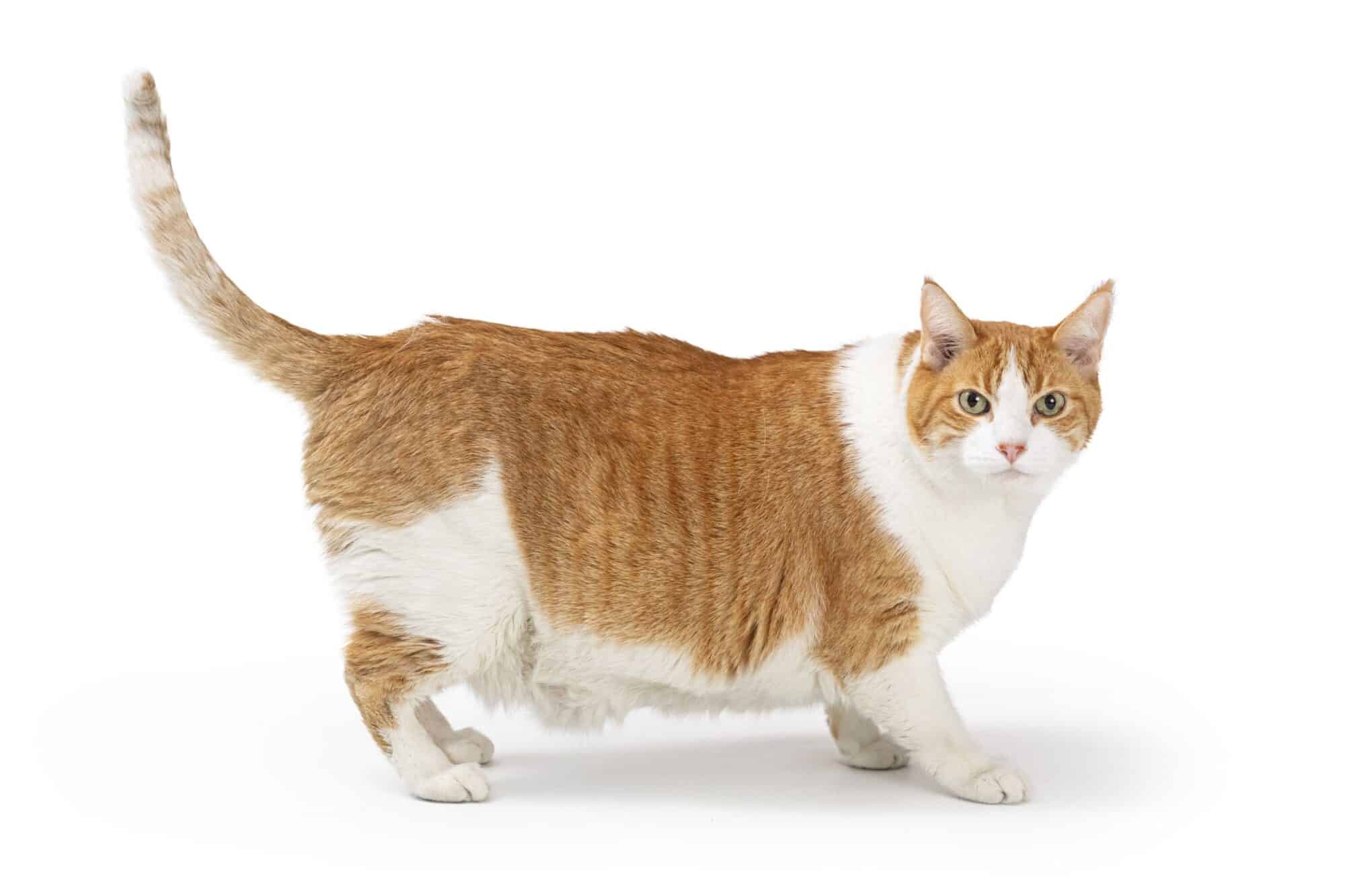 overweight cat.