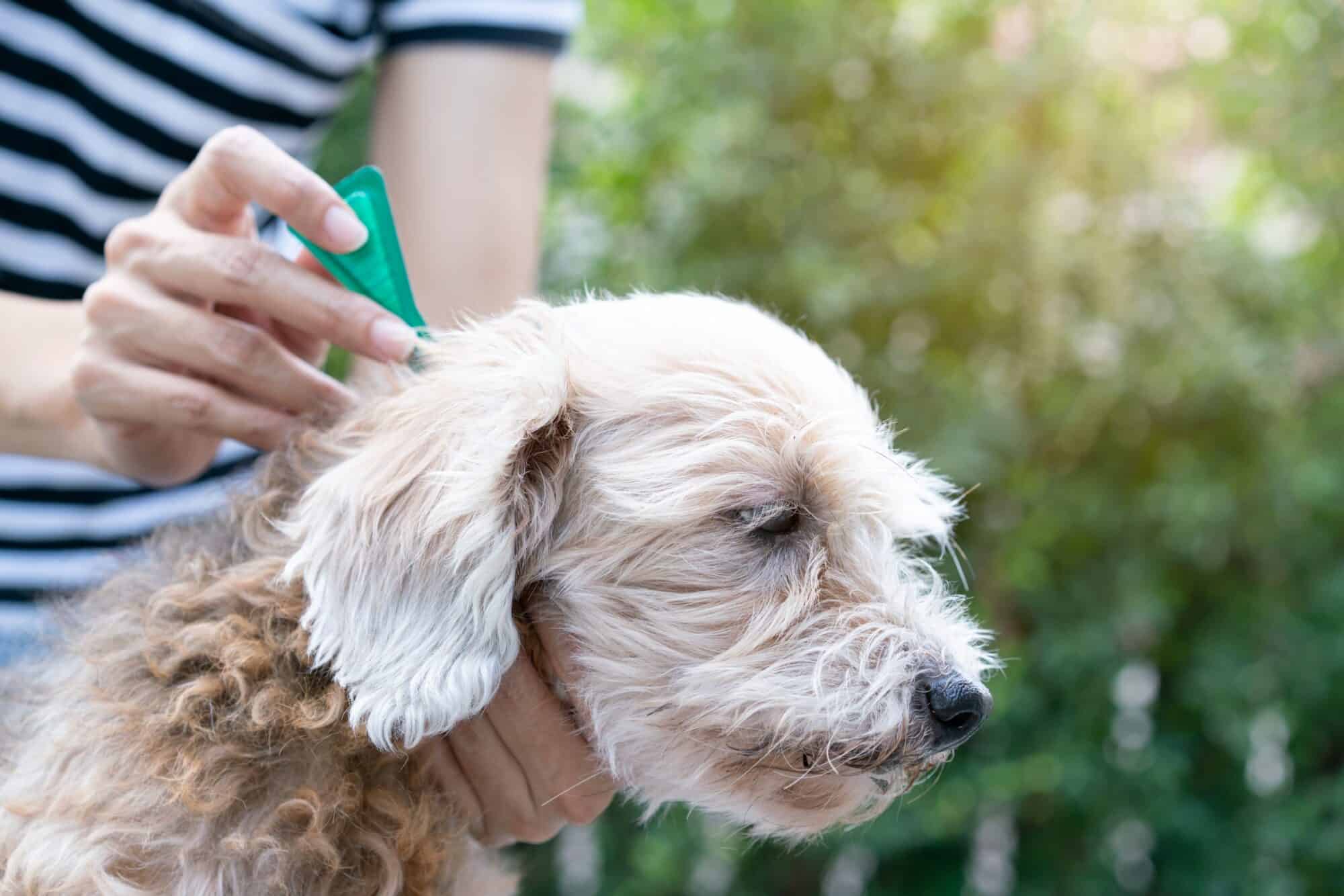 dog receiving flea and tick treatment.