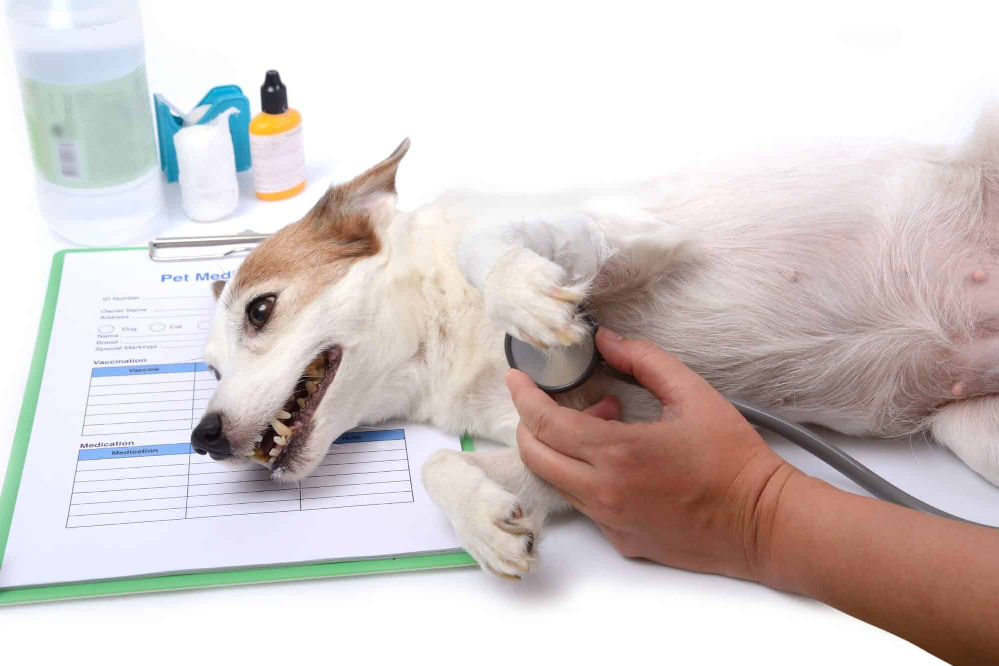 What You Need to Know About Genetic Testing in Pets