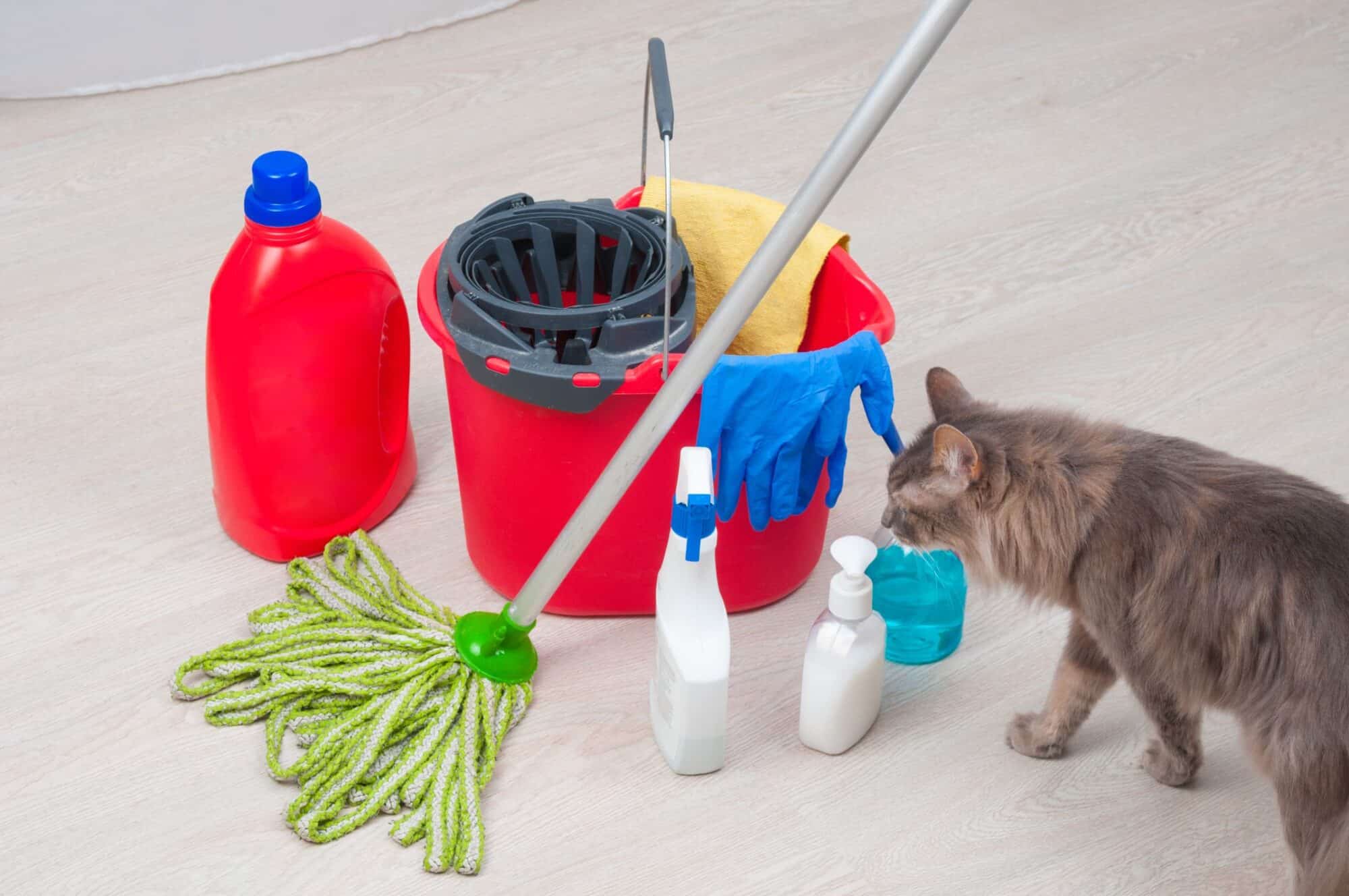 Identifying Common Household Items That Are Toxic To Pets At Home Pet